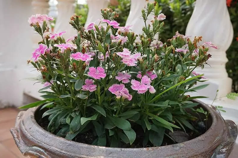 Dianthus Flowers in a pot