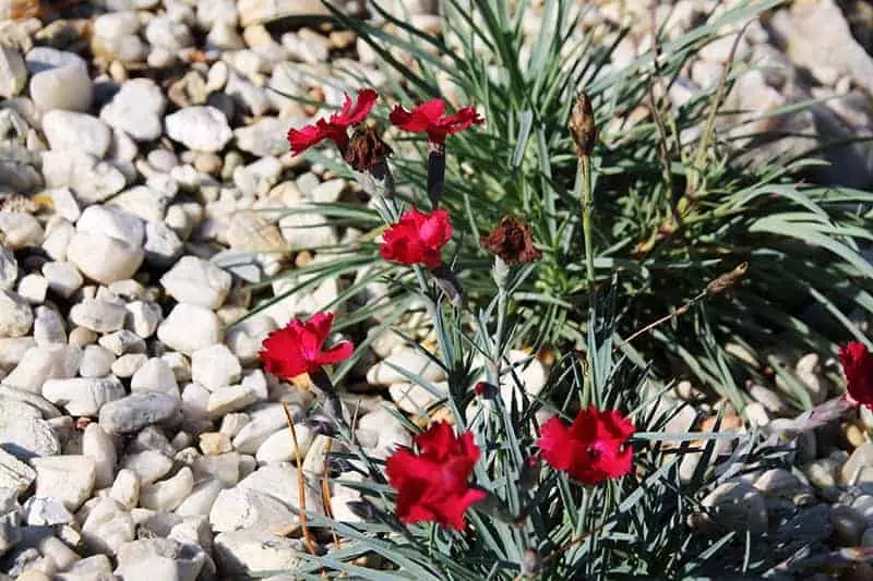Red Dianthus Flowers