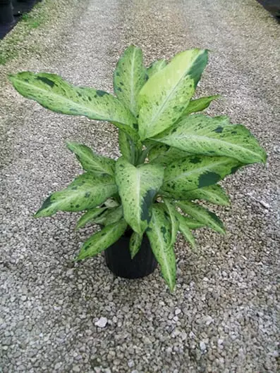 Dieffenbachia (Dumb Cane Plant)