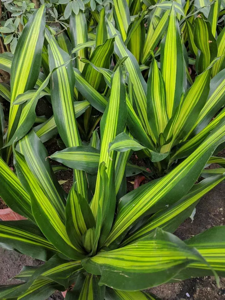 'Dracaena' Corn Plants