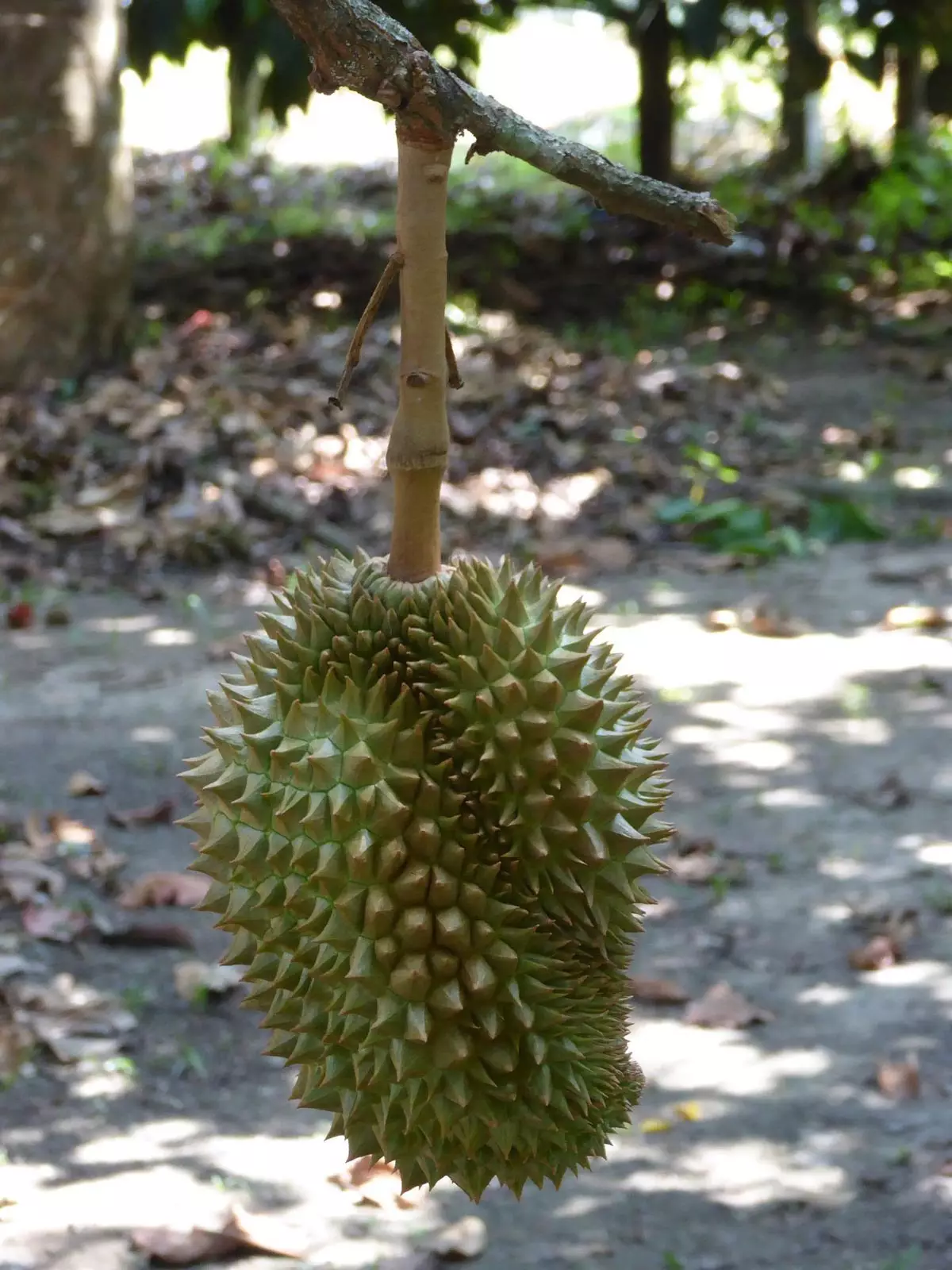 Durian Fruit tree