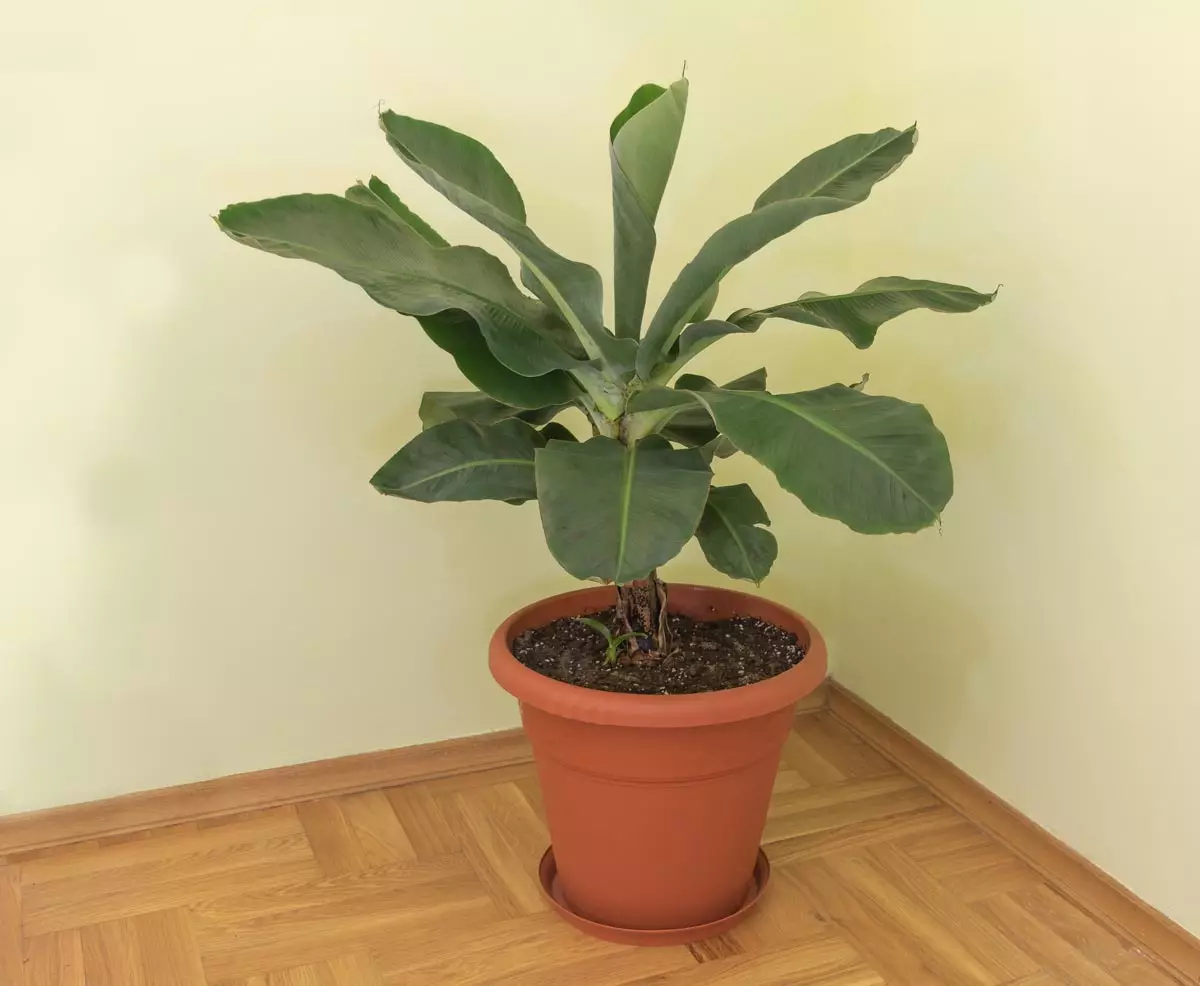 Dwarf Cavendish Banana on vase