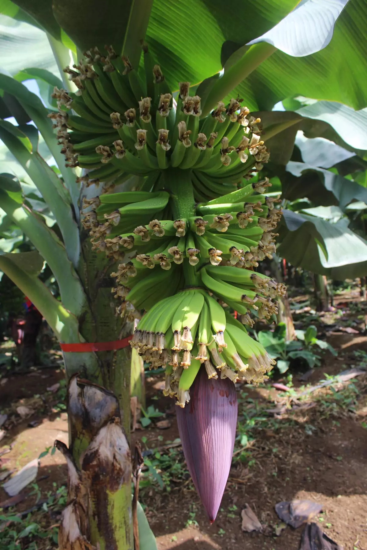 Dwarf Cavendish Banana tree