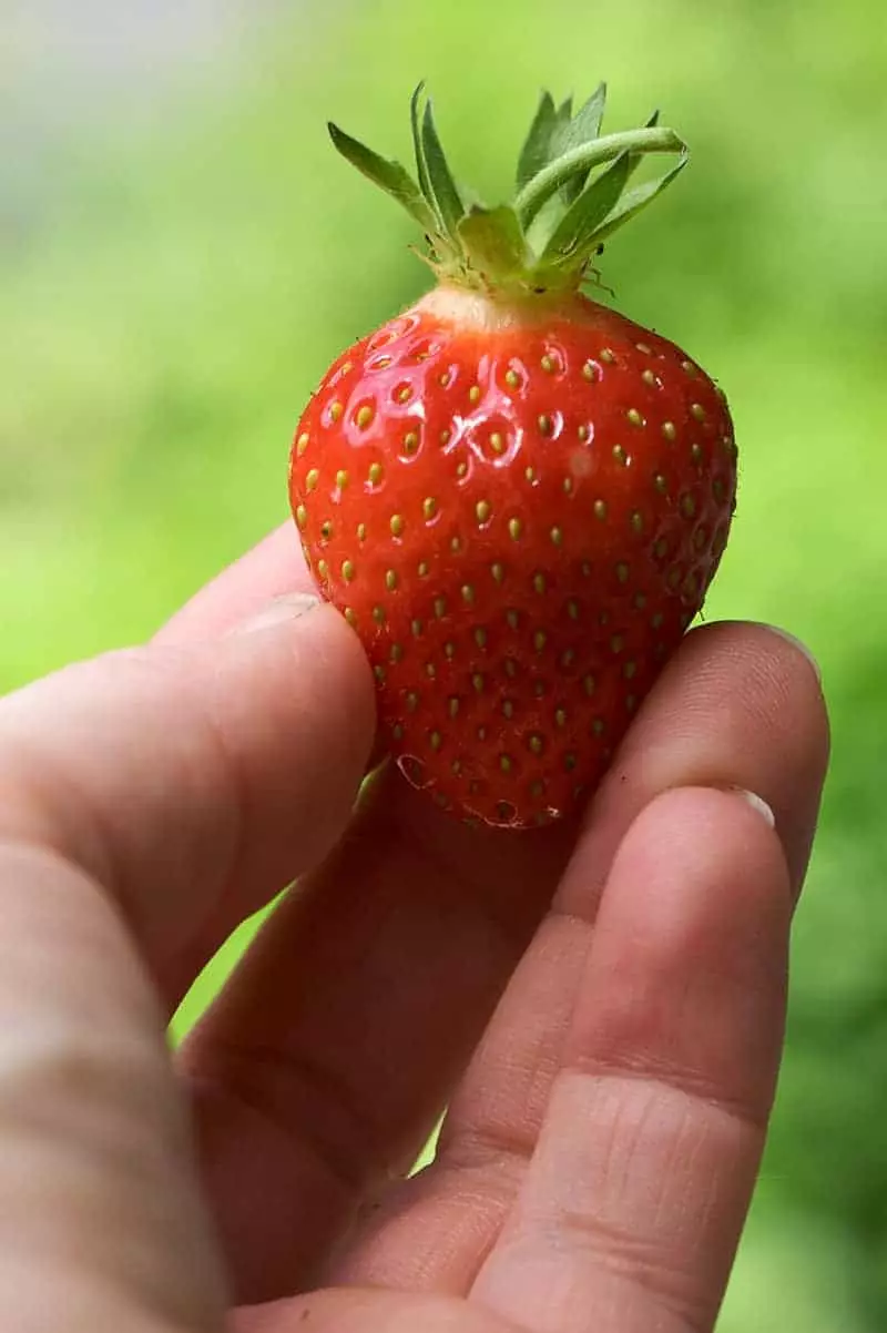 Earliglow Strawberrry