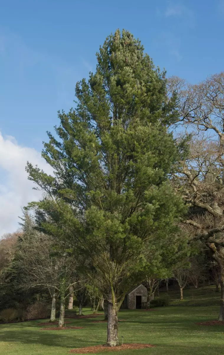 Eastern White Pine