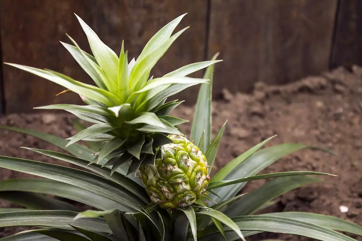 Elite gold Pineapple 1