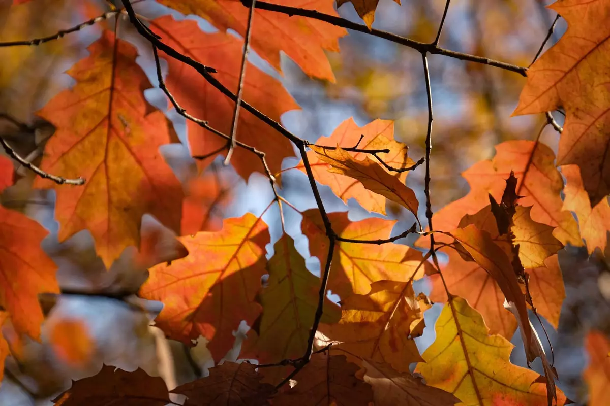Flame Amur Maple Tree leaves