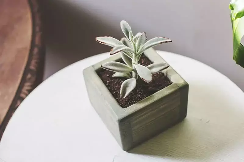 Faux fuzzy Succulent in a cone shaped clay moss pot.