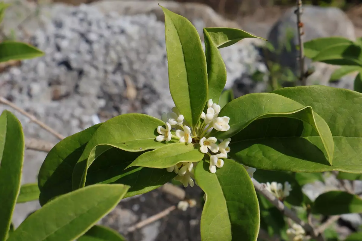 Fragrent Olive Tree Flower Up close