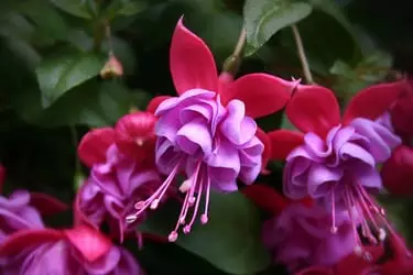 Purple Fuchsia Plant