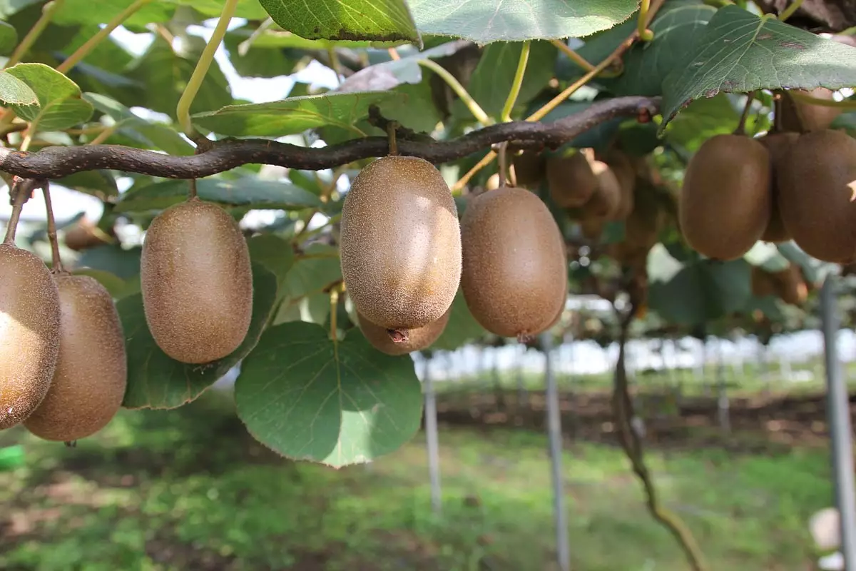 fuzzy kiwi plants for sale - buying & growing guide - trees