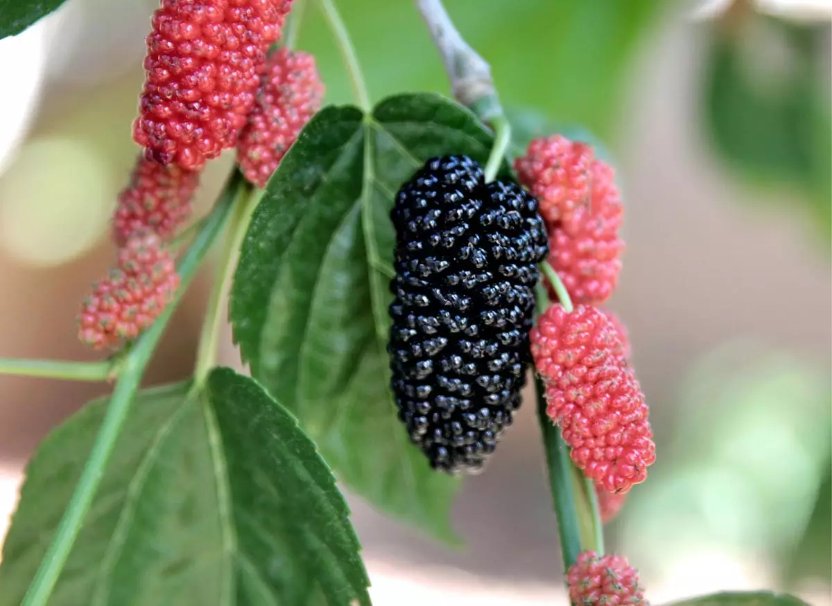 Black Beauty Mulberry Tree