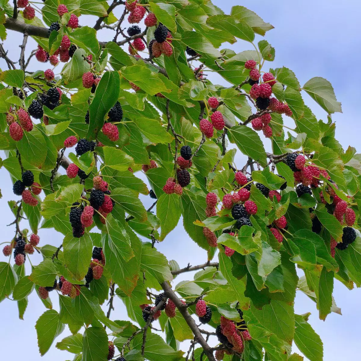 Black Beauty Mulberry Tree 2