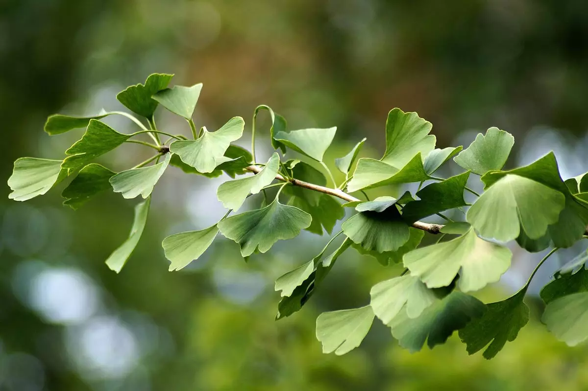 Goldspire Ginkgo dreen leaves