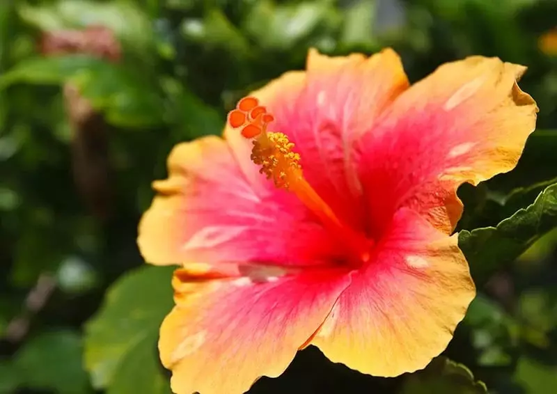 Hawaiian Hibiscus