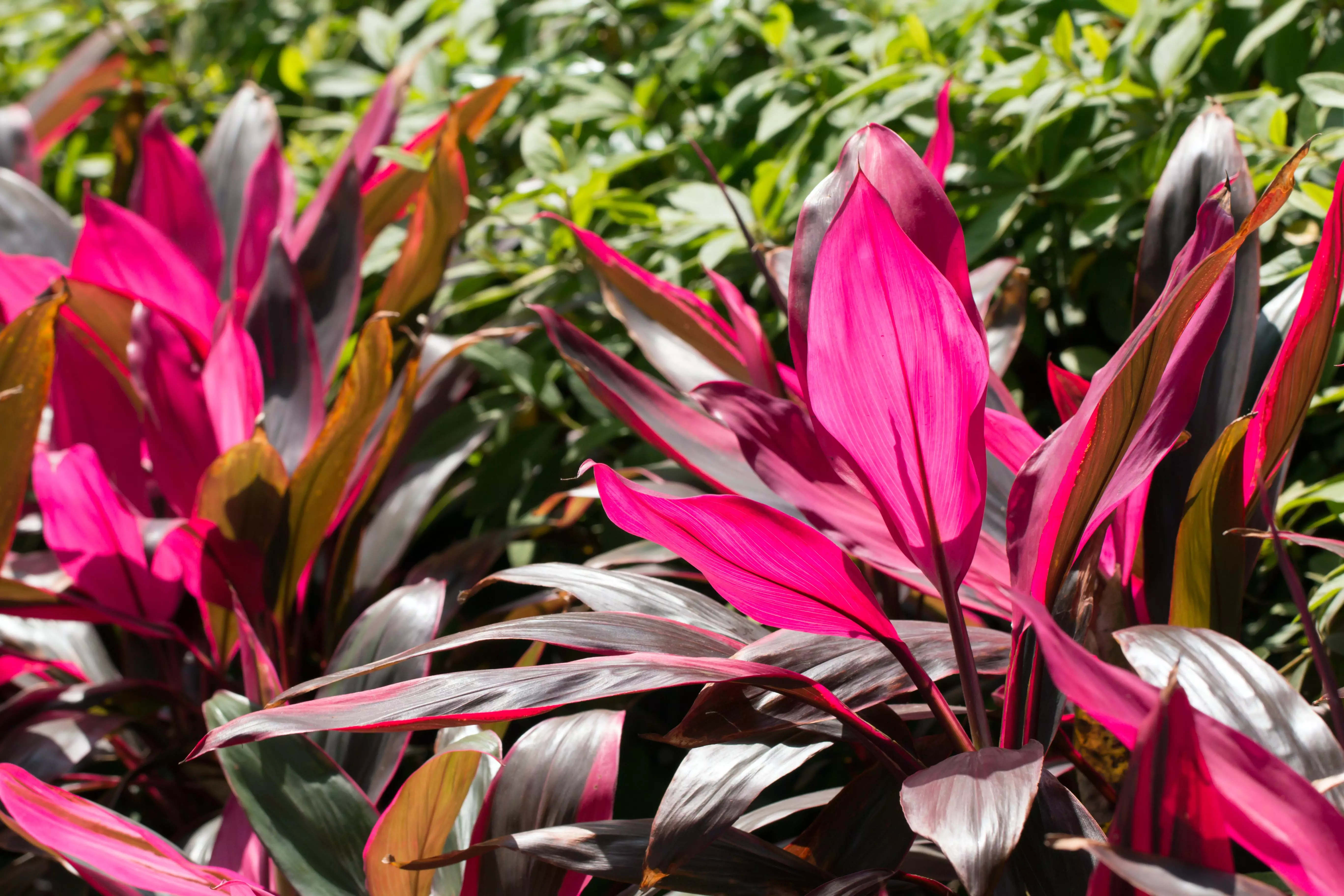 Hawaiian Ti Plants for Sale Buying & Growing Guide