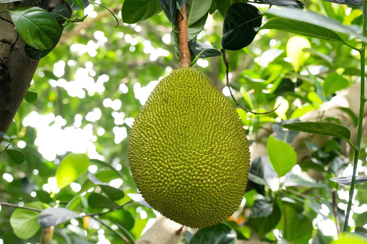 Jackfruit  close-up