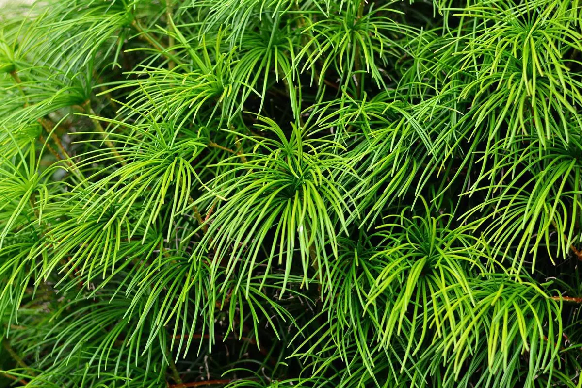 Japanese Umbrella Pine Tree close-up