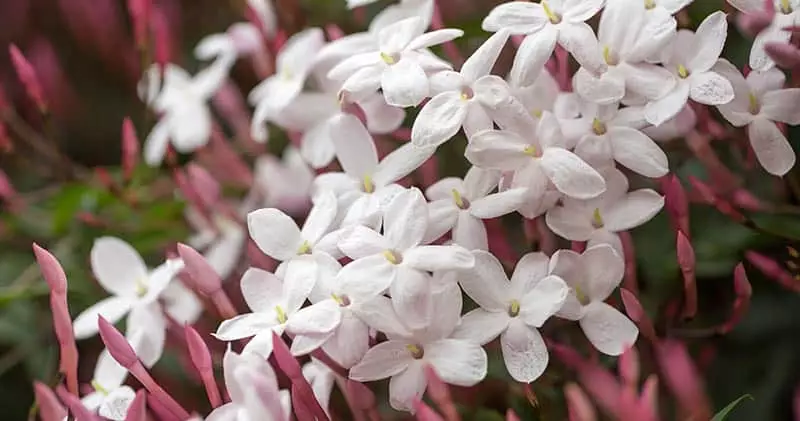 Jasmine Plant