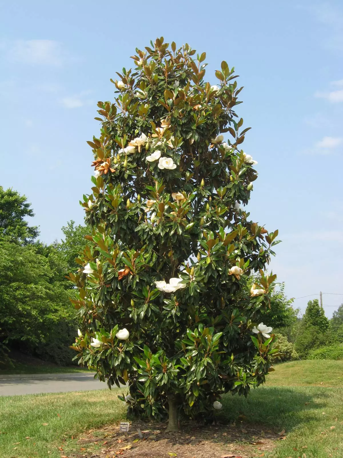 Kay Parris Magnolia tree