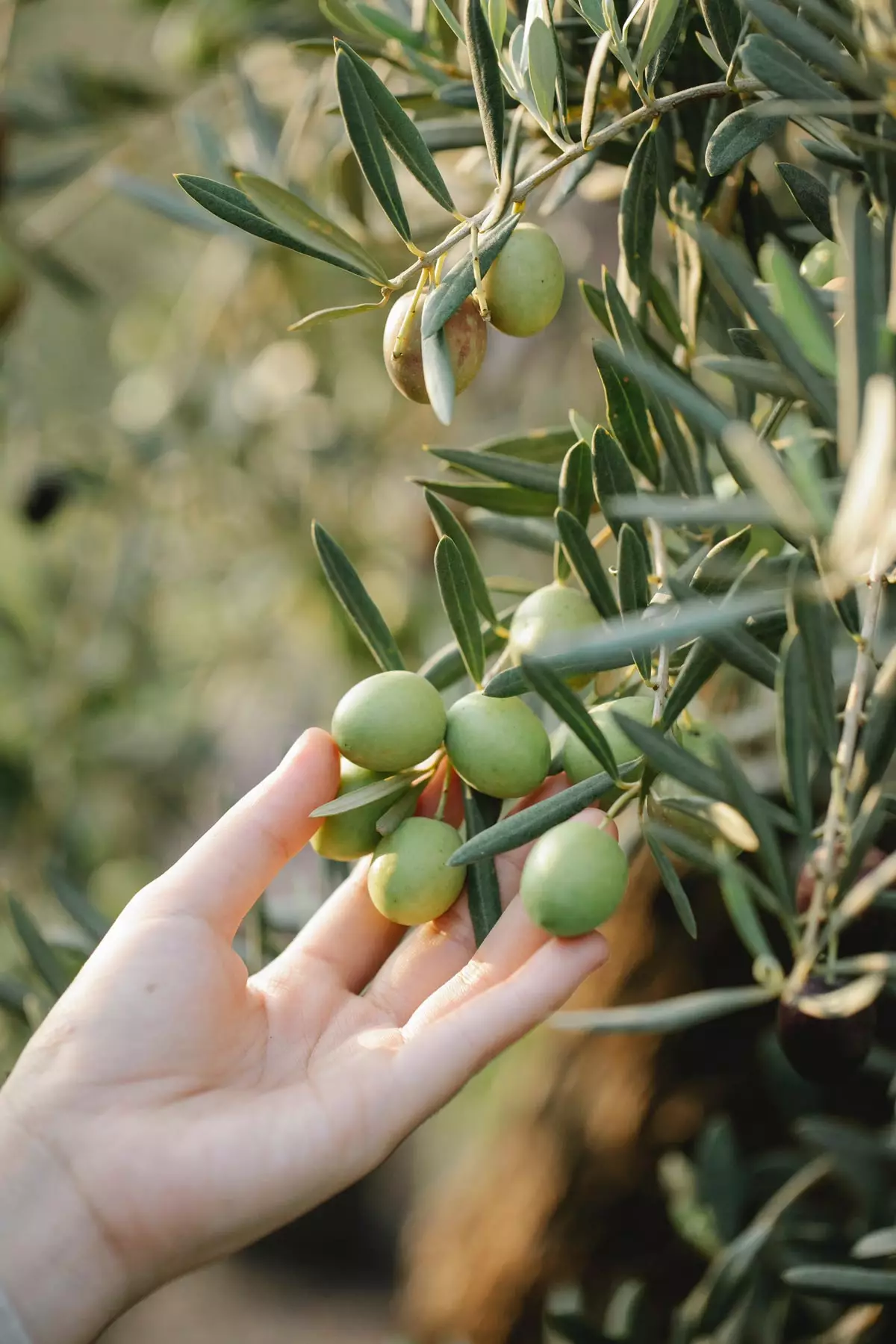Greek Olive Tree 2
