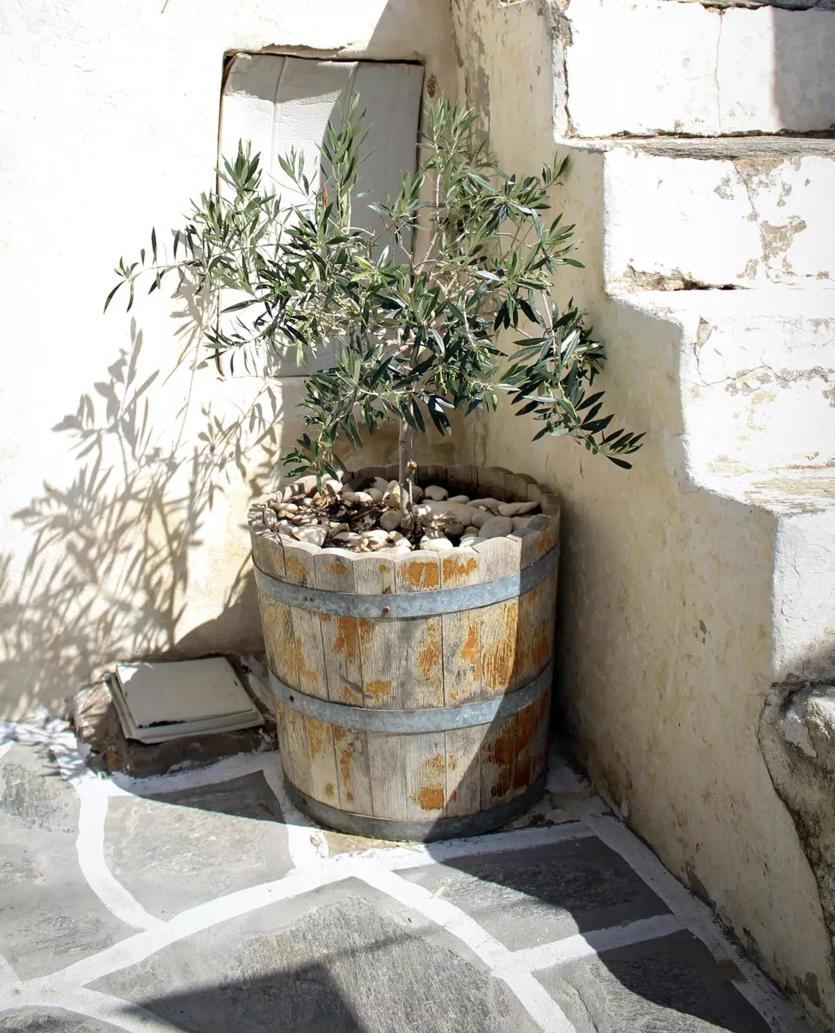 Greek Olive Tree 3
