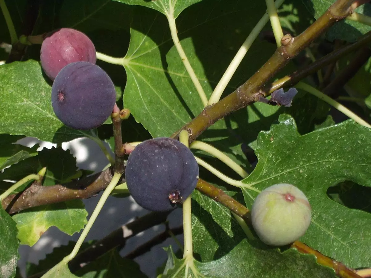 LSU Purple Fig Tree