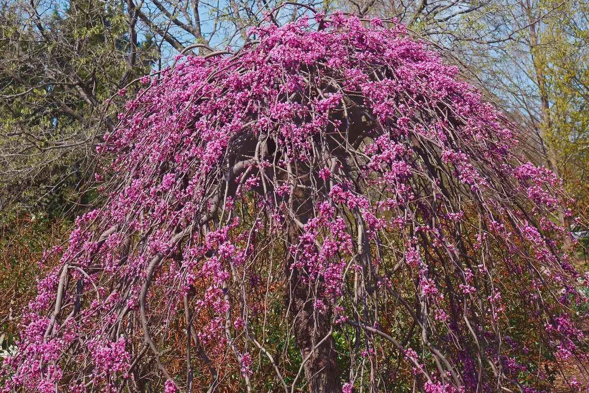 Lavender Twist Weeping Redbud Tree