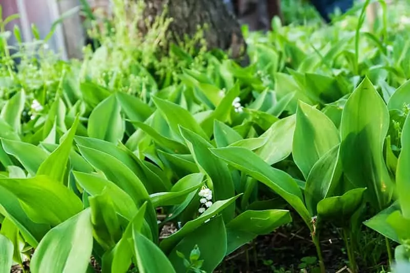 Lily field