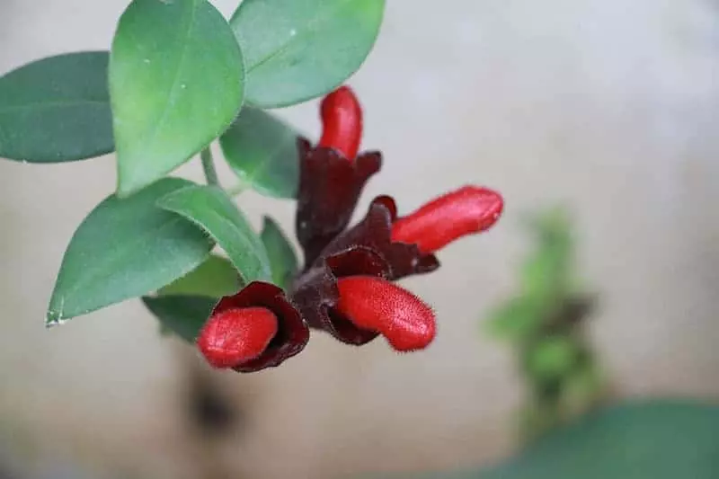 Red Lipstick Plant