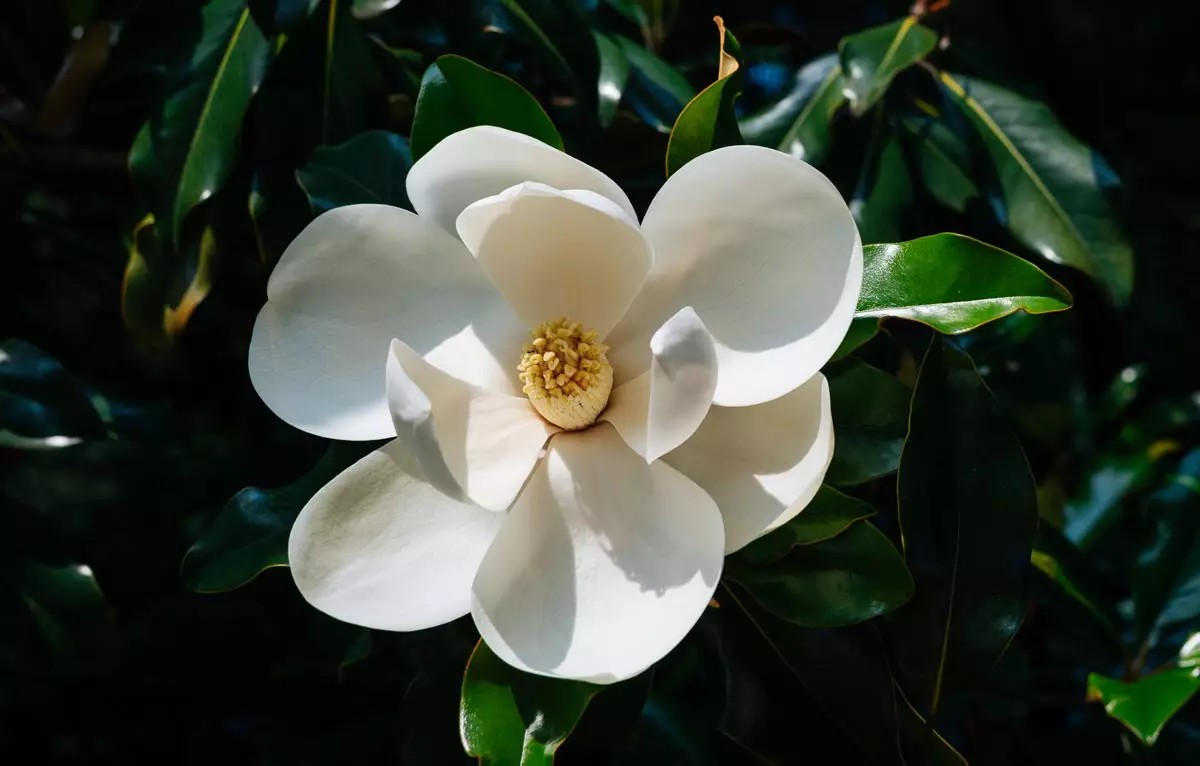 Little Gem Magnolia