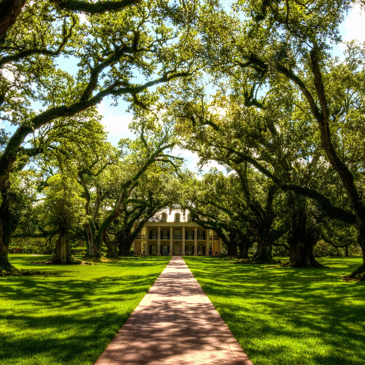 Live-Oak-Tree-1