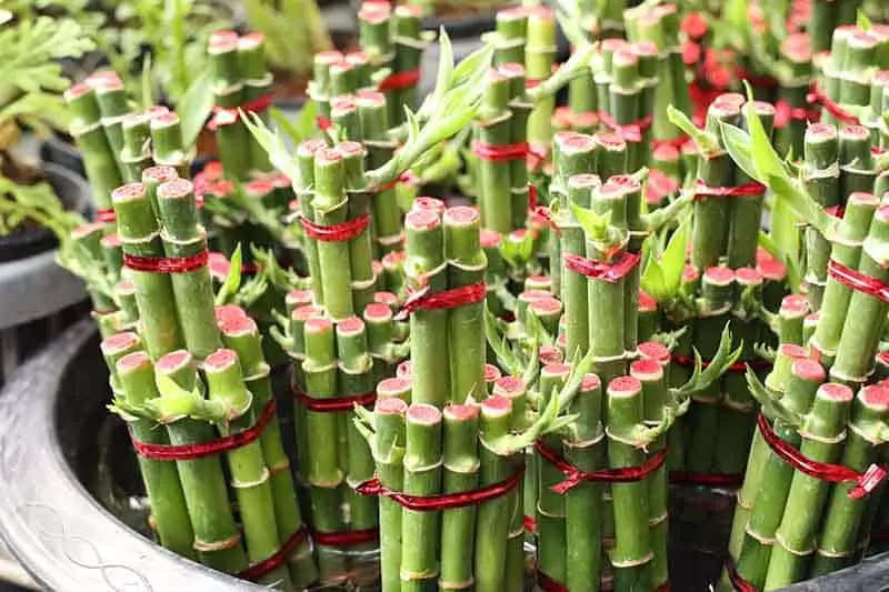 Lucky Bamboo Trees
