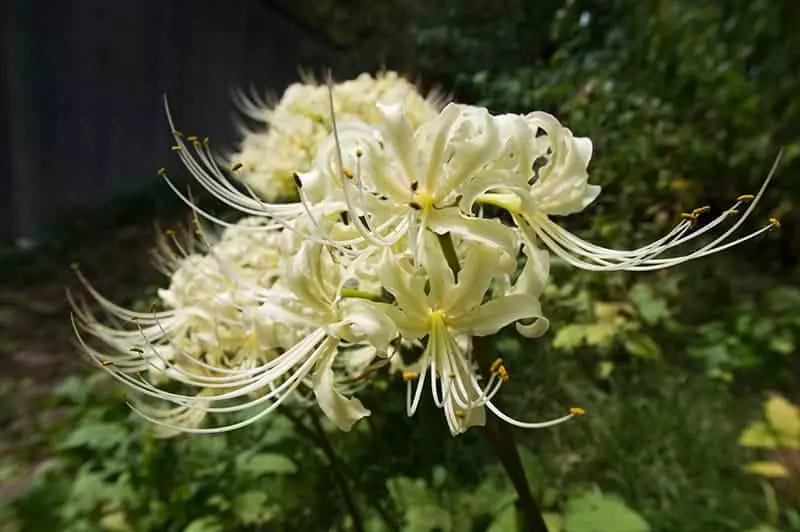 Red Spider Lily with White Flowers