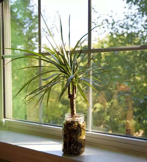 6 Pot Limelight Madagascar Dragon Tree Easy to Grow House Plant Dracaena 6 Pot Limelight Madagascar Dragon Tree Easy to Grow House Plant Dracaena