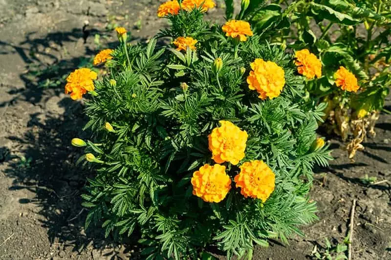 Marigold mature width
