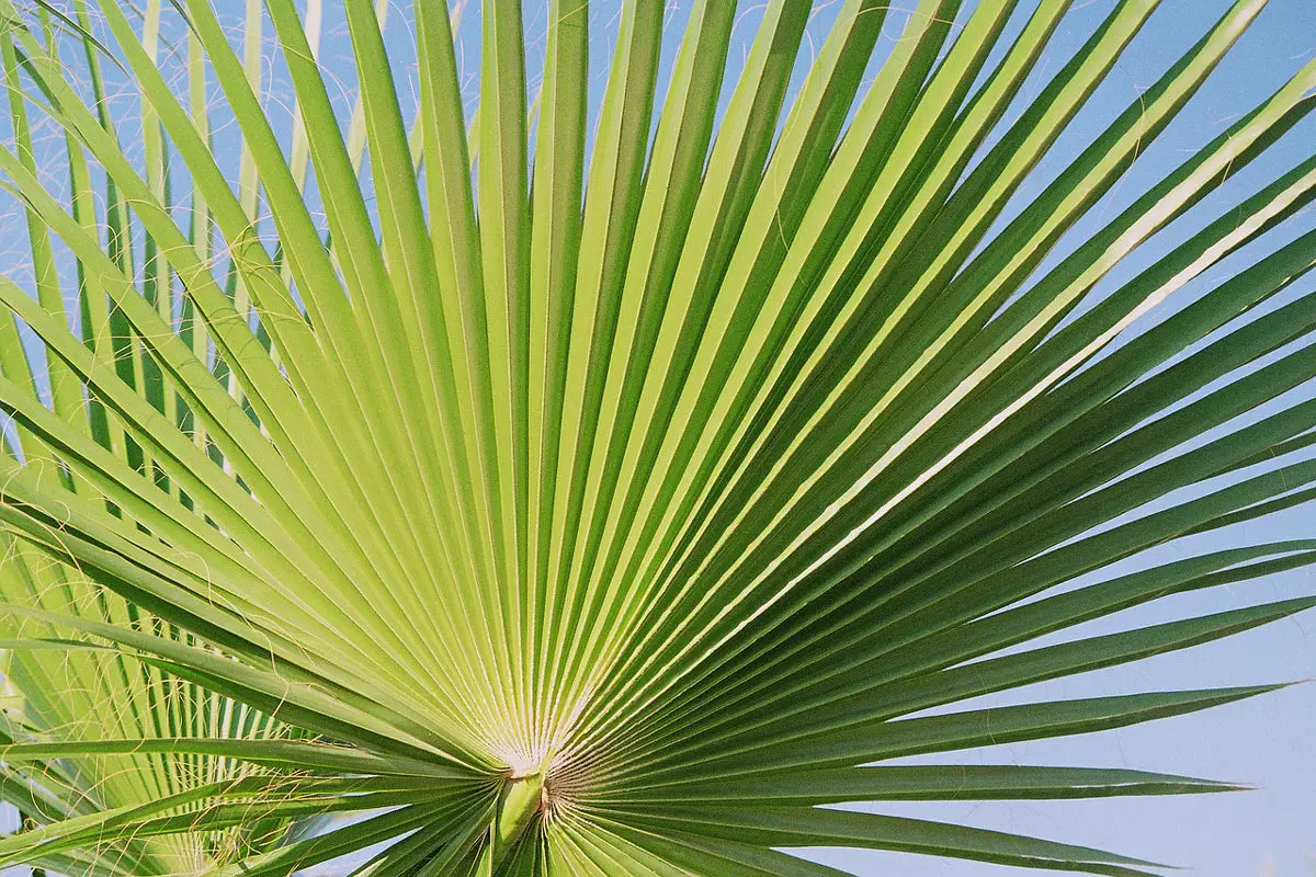    Mexican Fan Palm leaves