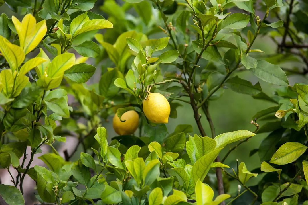Meyer-Lemon-Tree-Organic-Photo-2