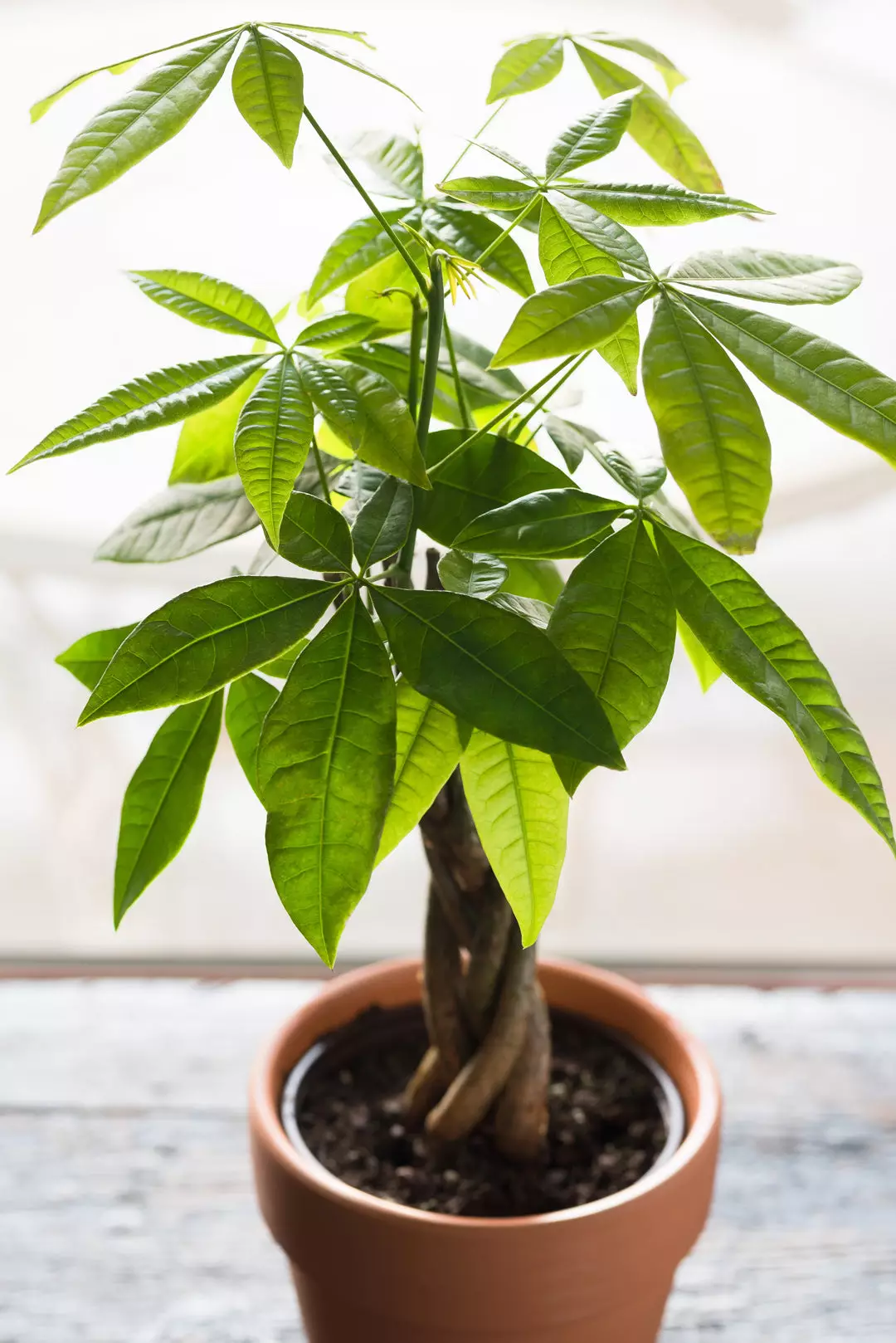 Money Trees For Sale Buying Growing Guide Trees Com