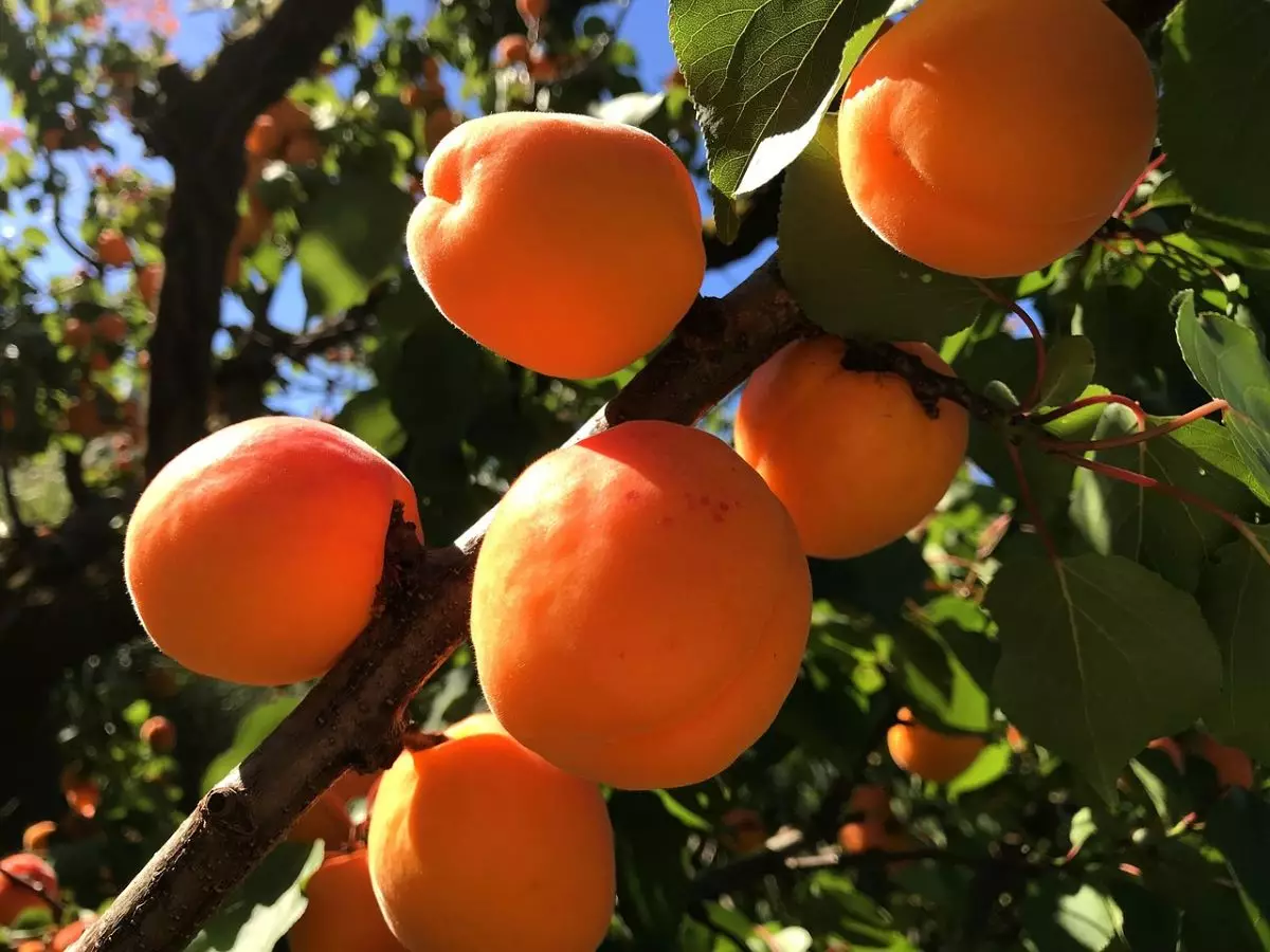 Moorpark Apricot