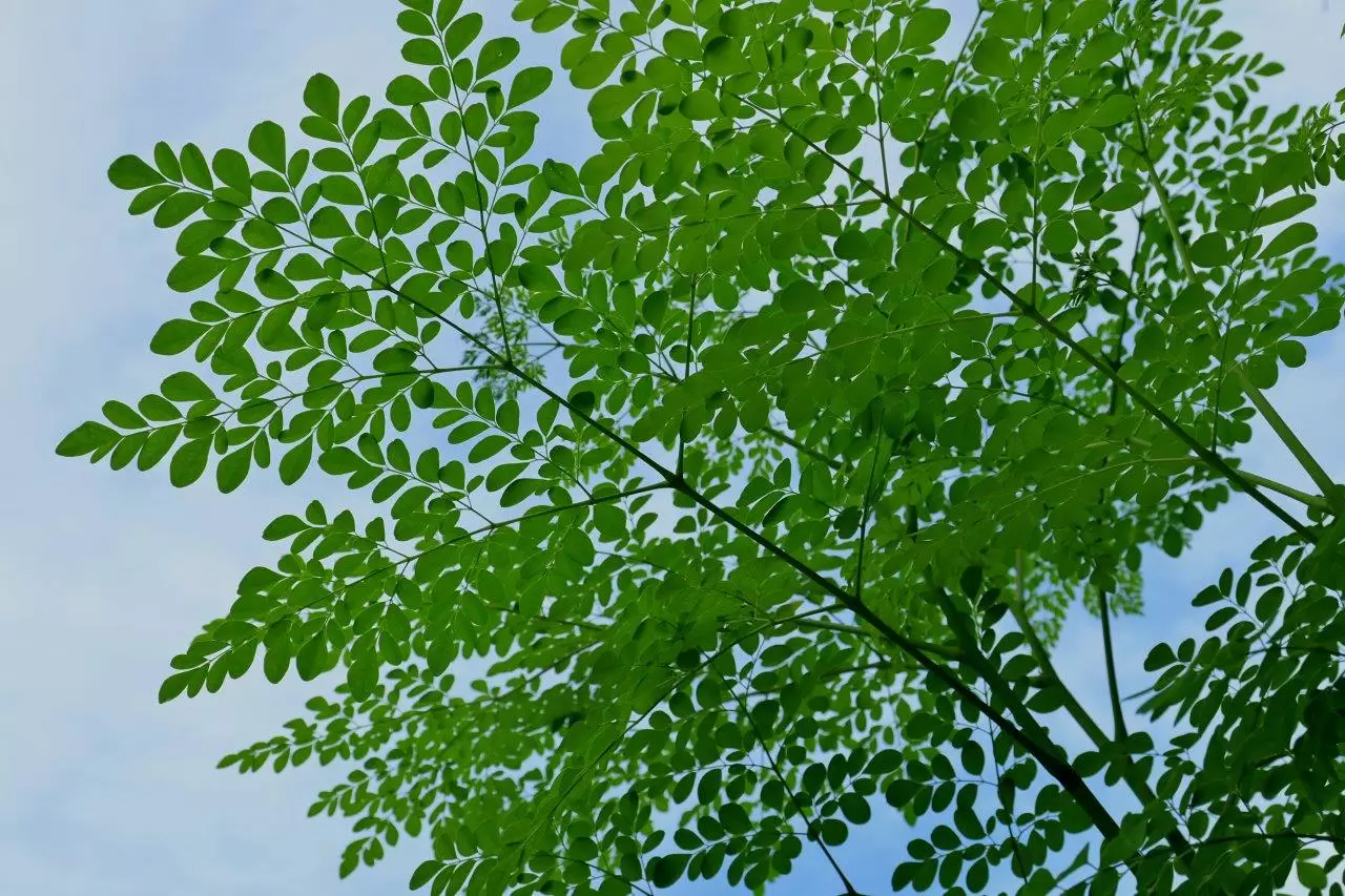 Moringa Tree leaves