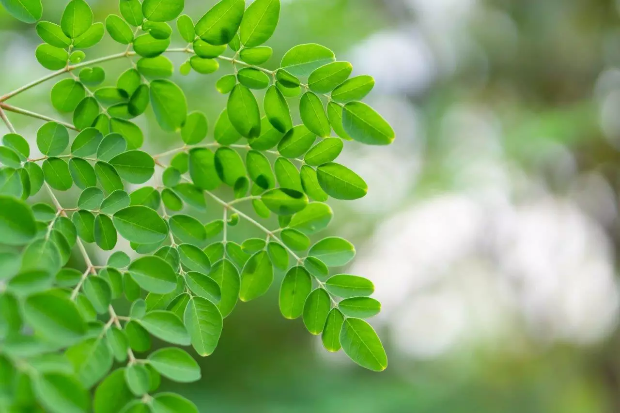 Moringa Trees for Sale   Buying & Growing Guide   Trees.com