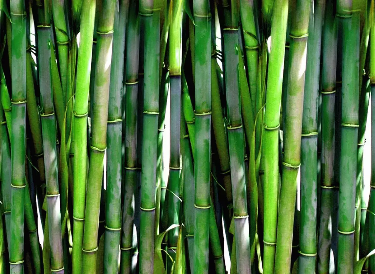 Multiplex Bamboo 1