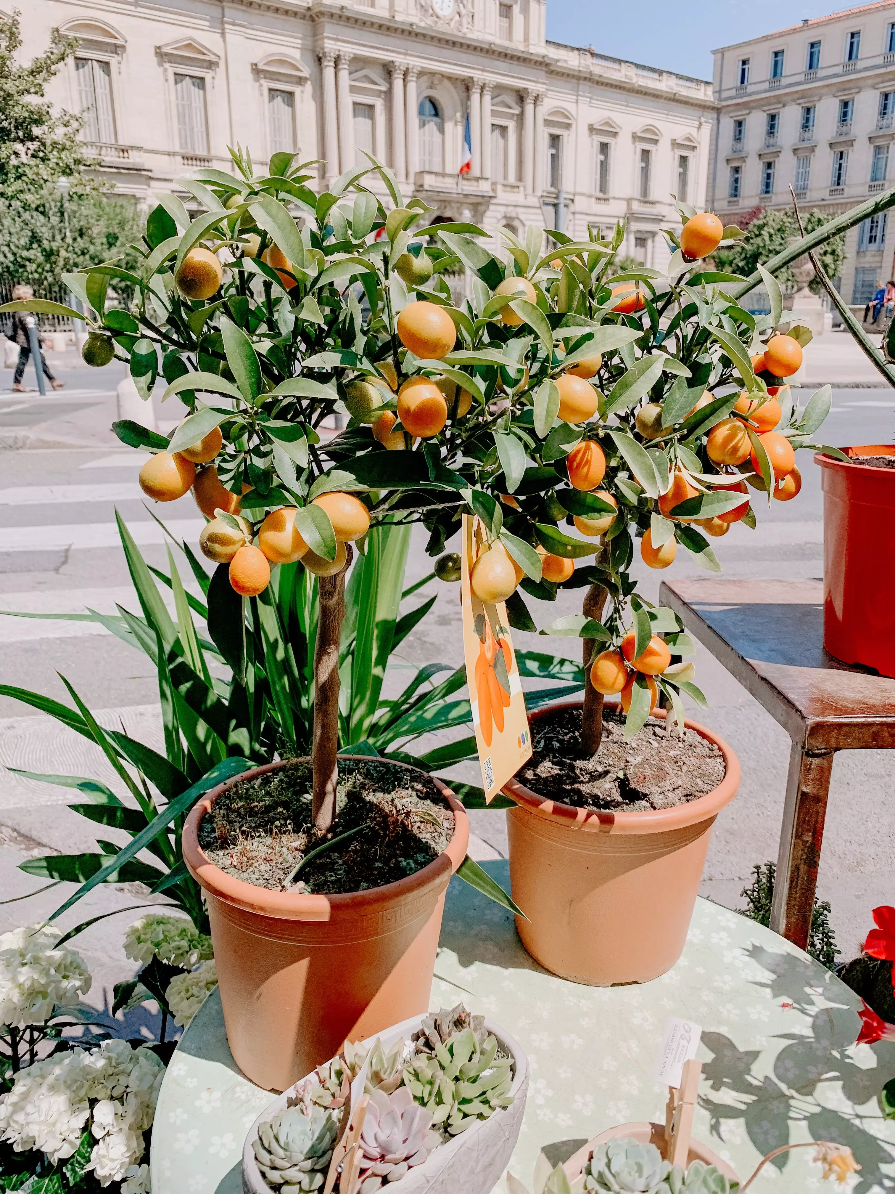 nagami kumquat for sale - buying & growing guide - trees