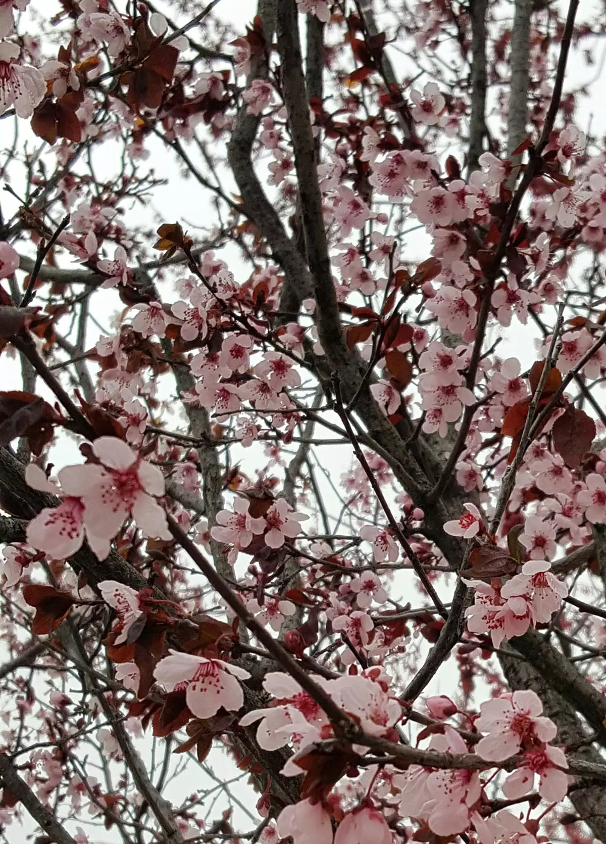 Newport Plum