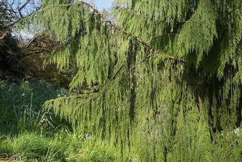 Cypress Tree leaves
