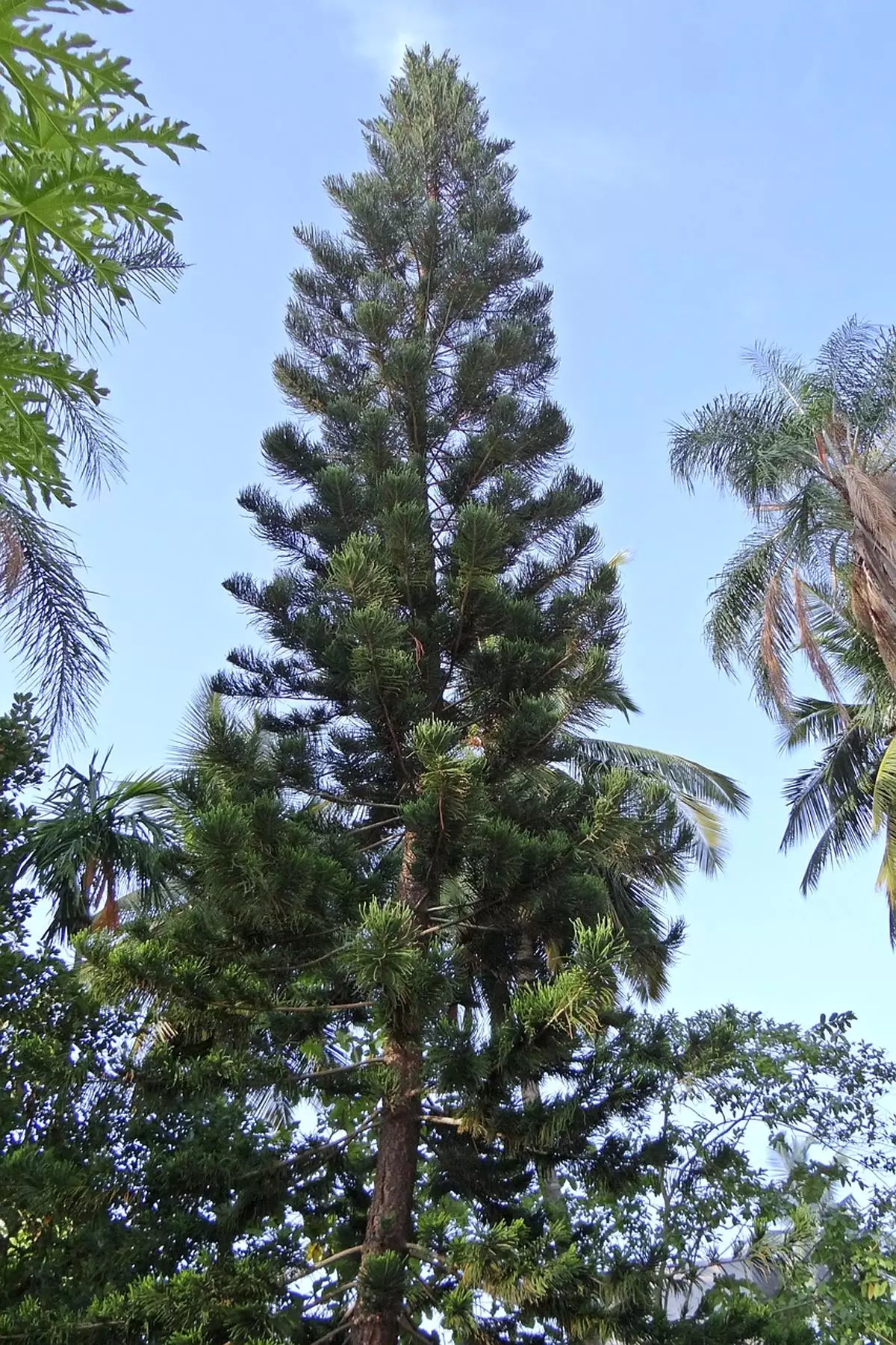 Norfolk Island Pine Trees 2