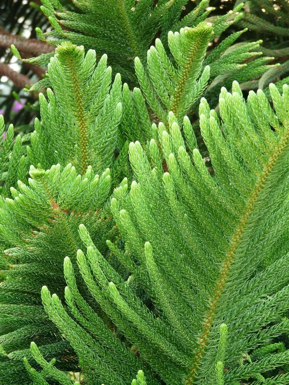 Norfolk Island Pine Trees For Sale Buying Growing Guide Trees Com