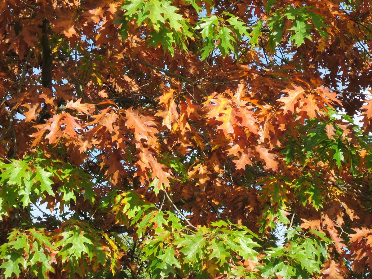 Northern-Red-Oak leaves