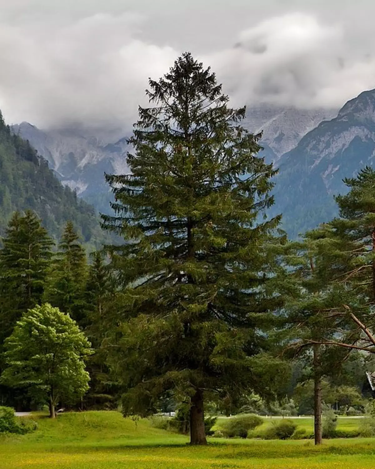 Norway Spruce Trees For Sale Buying Growing Guide Trees Com